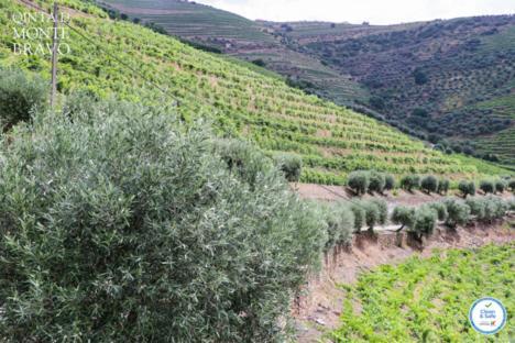 Quinta Do Monte Bravo - Douro - Quarto Duplo Villa Ervedosa do Douro ภายนอก รูปภาพ